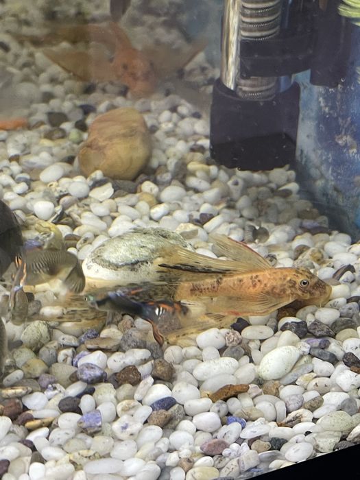 Анциструсы вуалевые леопарды