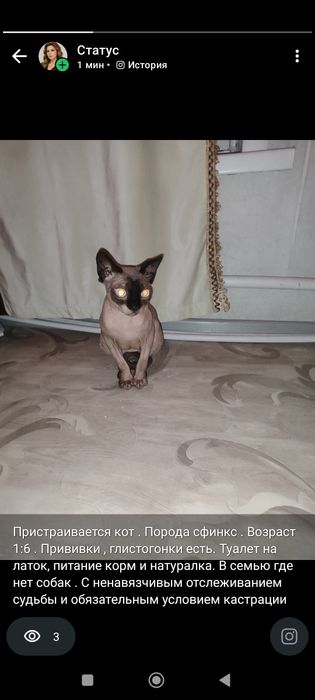 Отдам кота Сфинкс