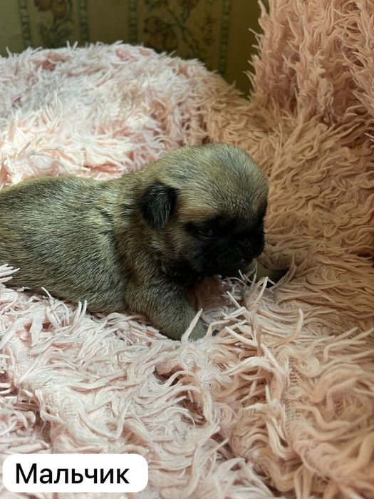 Продам щенков Мопса.