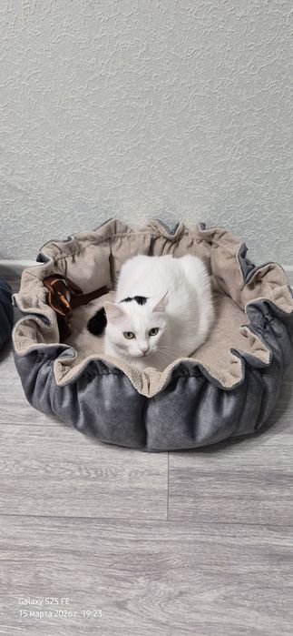 Лежанки для кошек