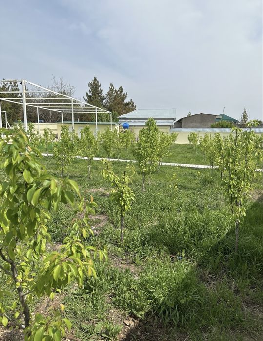 Бостонлик Туман Дача Срочно !