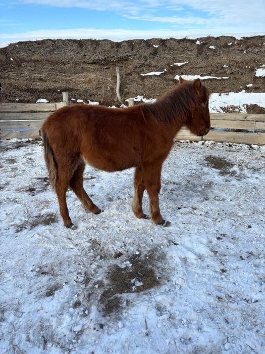 Еркек жабағы Сатылады