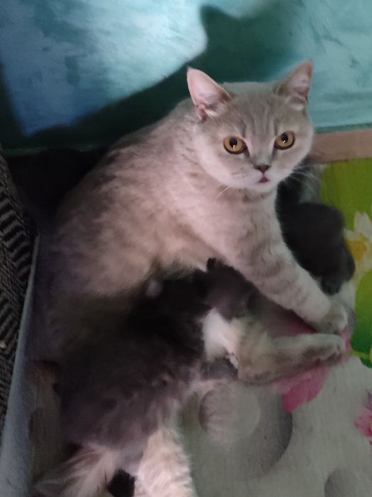 Продам котят в хорошие руки