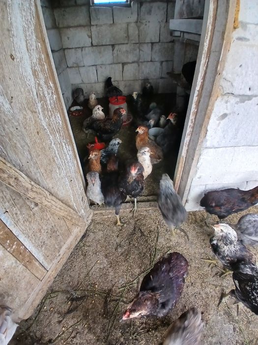 Familii  Araucana Potârnichiu/Silver