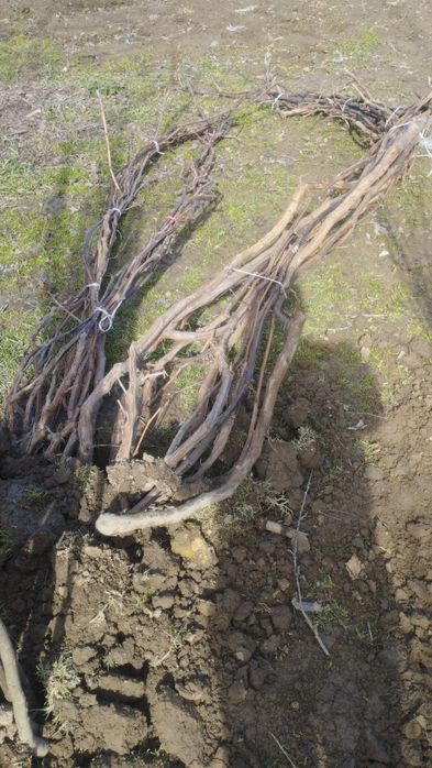 Koʻchat bor archa bor