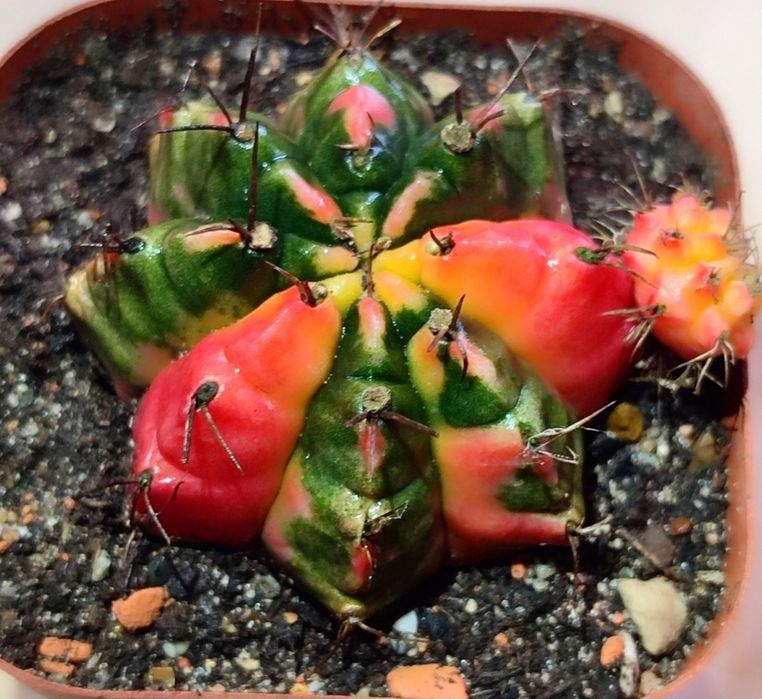 Вариегатные Кактусы