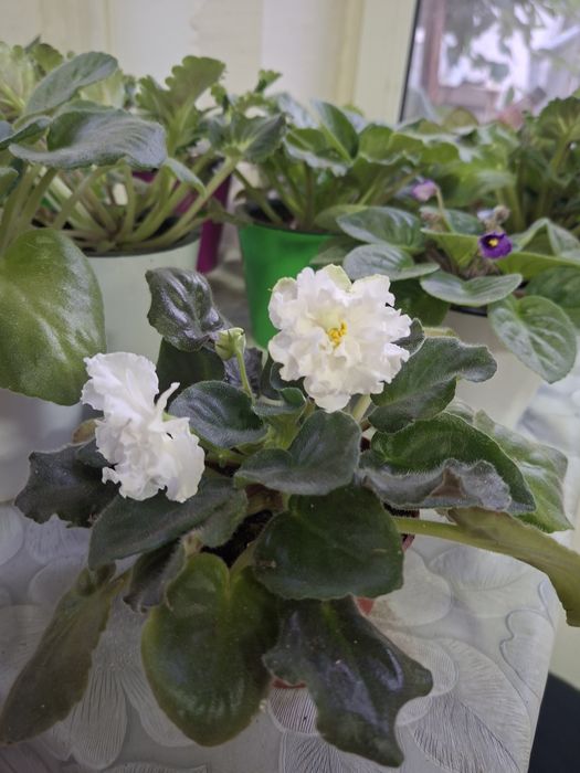 Фиалки на продажу