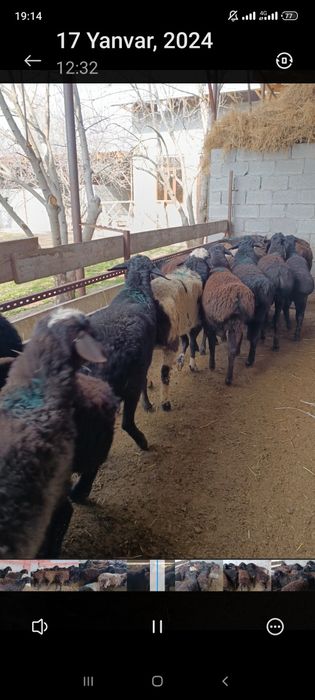 Насилдор кучкорлар