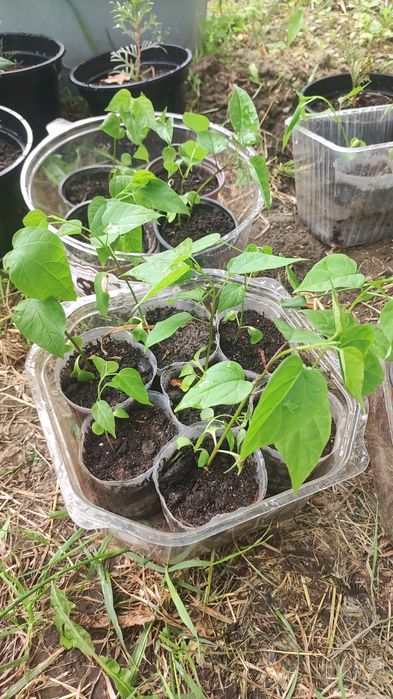 Продам саженцы Катальпы