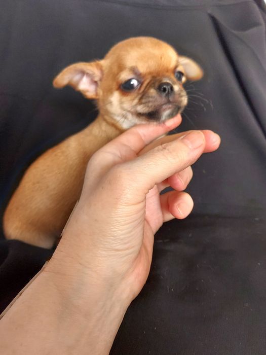 Продаю щенка чихуахуа