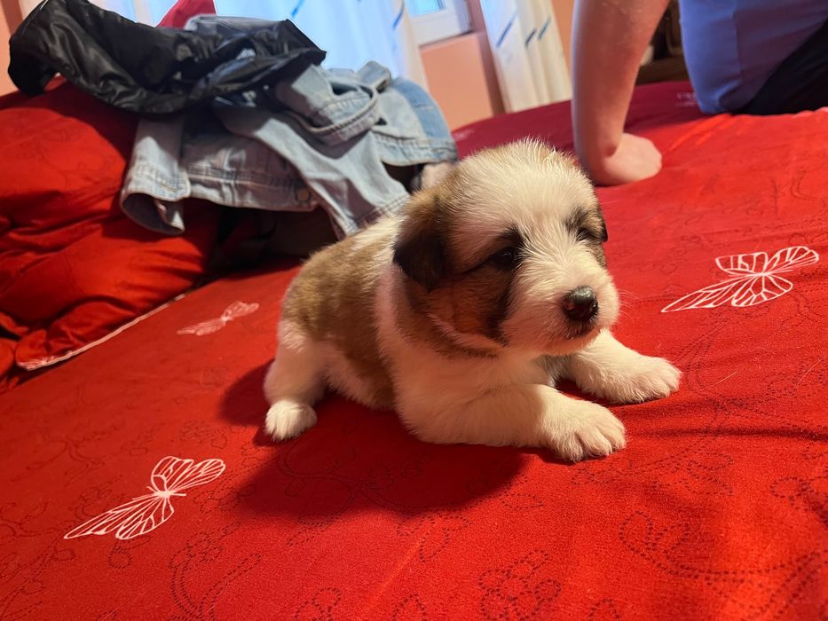 Donez căței de talie medie