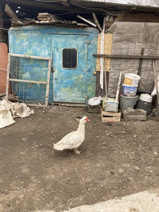 Утки Индаутка кряквы