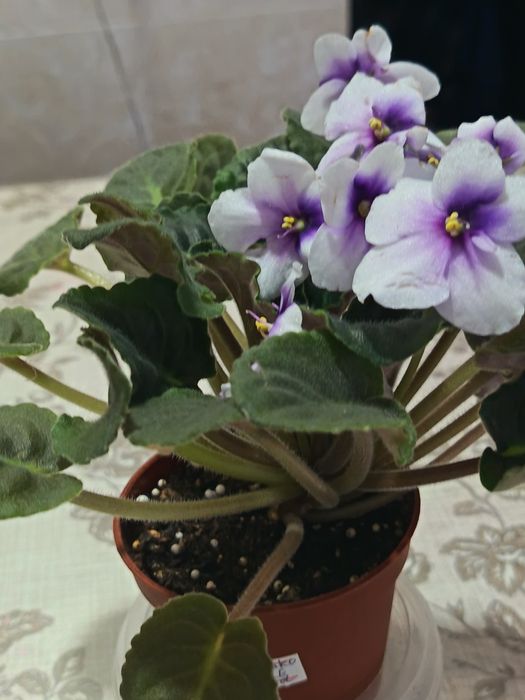 Фиалка комнатная Humako Purple Cloud