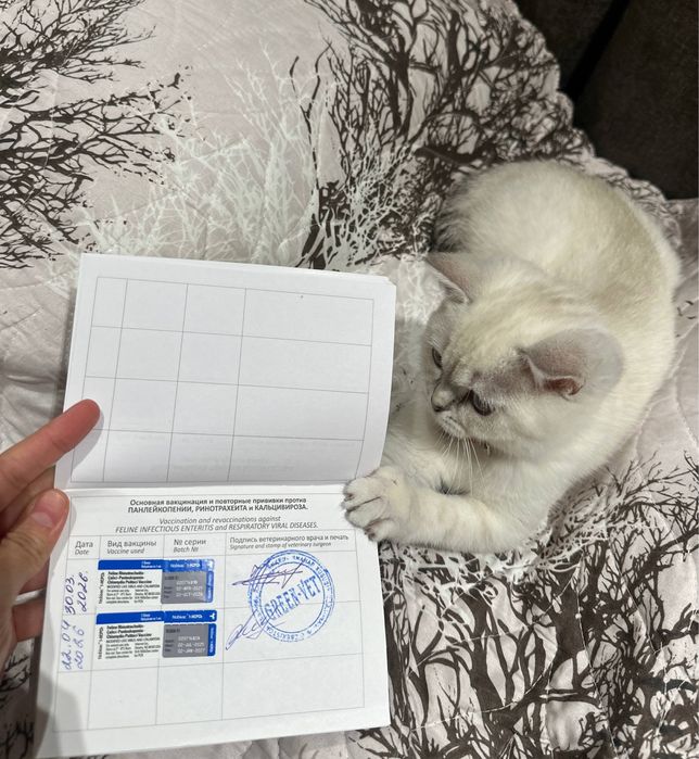 Кошка Скоттиш страйт