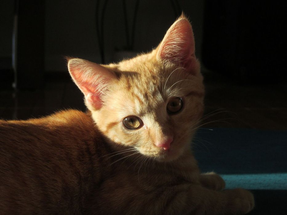 Canon SX160 IS - Дигитален Фотоапарат КАТО НОВ! Пълен Комплект