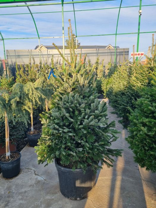 Пи́хта Но́рдмана