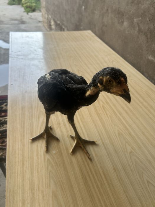 Dakan toza karis joja