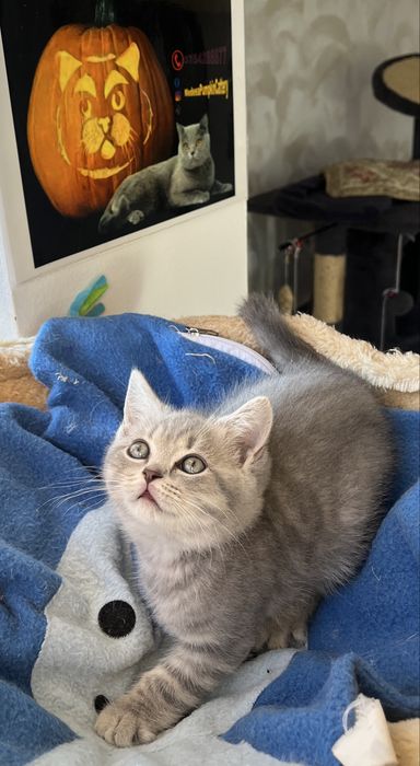 British shorthair fetita