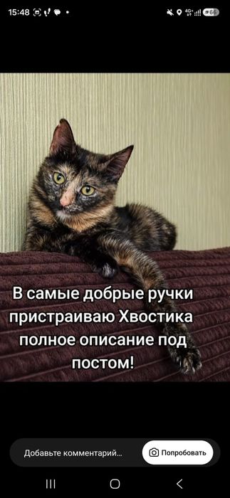 Котик в добрые руки