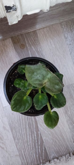 Фиалки цветы маленькие