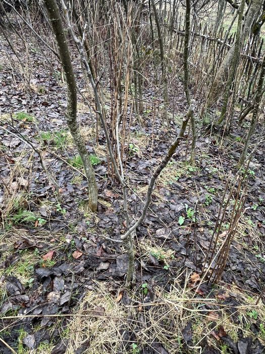 Vând puieți de nuc