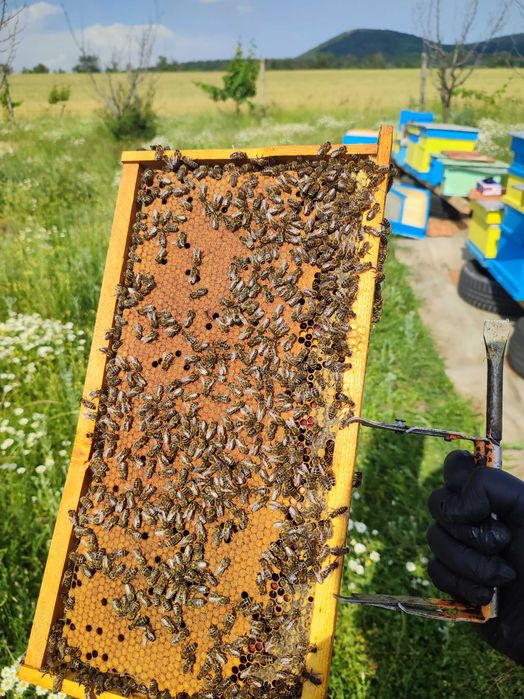 Пчелни отводки 2026