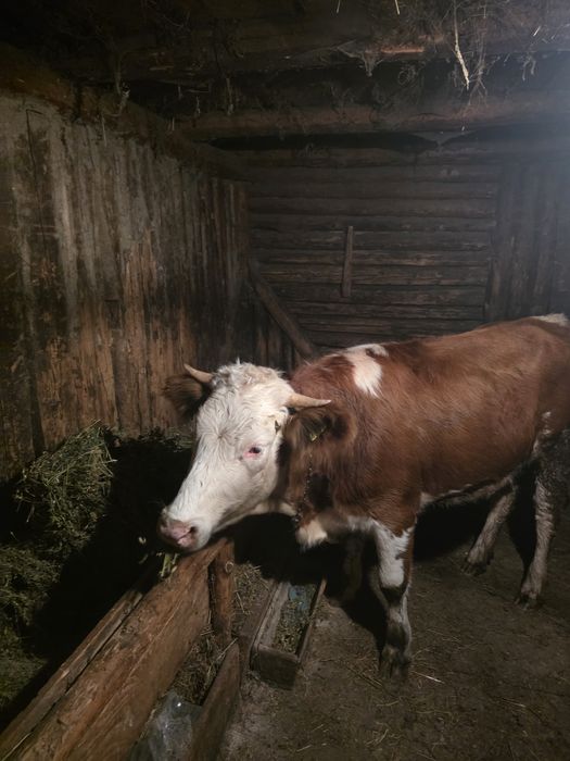 Junică de vânzare