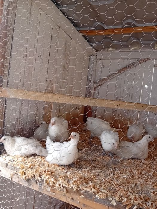 Pui La bresse de 8 săptămâni
