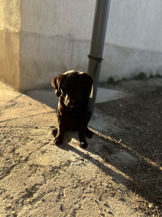 Лабрадор ретривер продается !