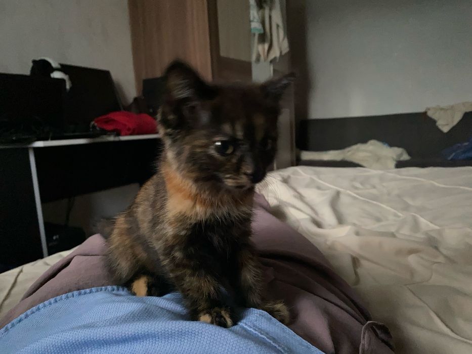 Отдам котенка в добрые руки!