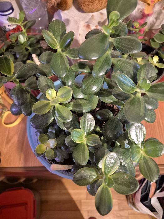 Аглаонемы пинк аврора, сильвер квин, молочай миля, эуфорбии кристата