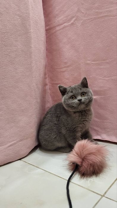 British blue de la crescător Felisa