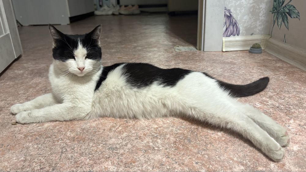 Кошечка ищет дом