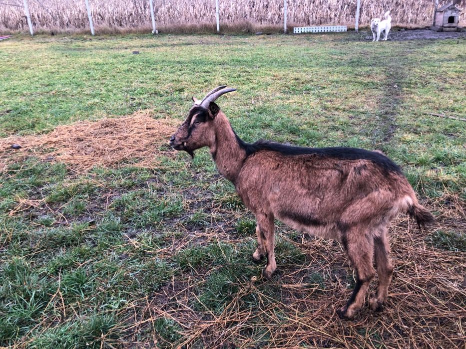 Vand capre bune de lapte