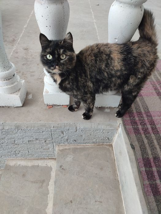 Кошка девочка трёхцветная