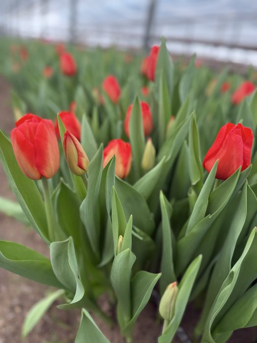 Тюльпаны только  оптом