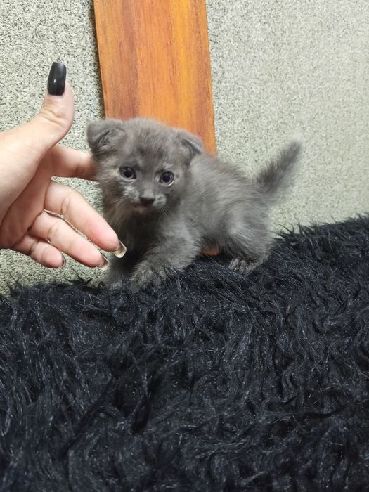 Отдам в добрые руки