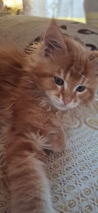 Продам котёнка мейн кун