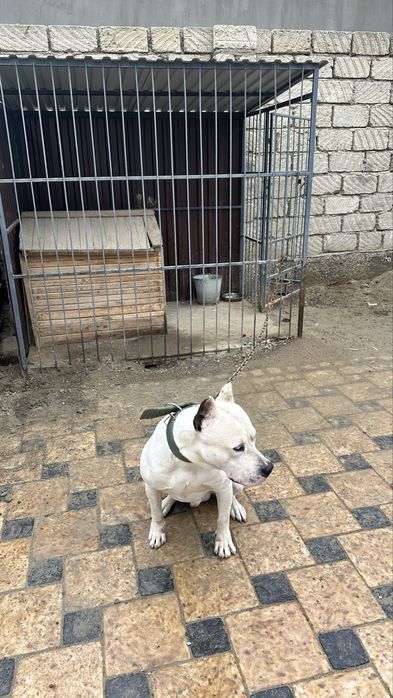 Продам стаффорда с вольером