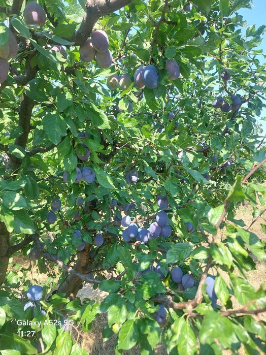 Prune de masa de vanzare soiul Stanley