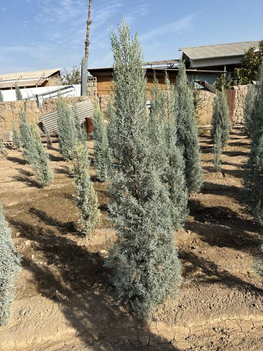 Kiparis arizonika Italiya