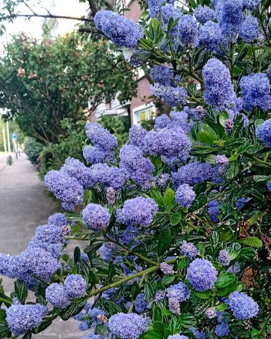 Коттедж сотилади  4 хона 1.8 сотик Беловой отд Кибрай рн