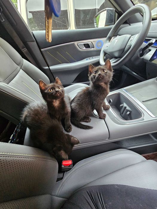 Котята в добрые руки