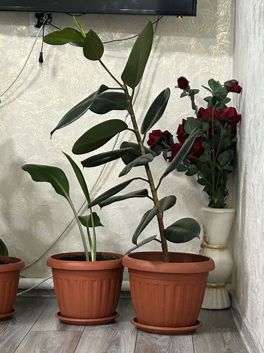 Комнатные цветы