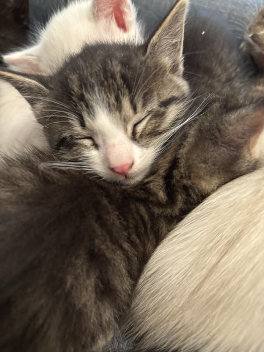 Котята девочки в добрые руки