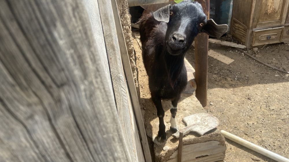 Теке сатылады.