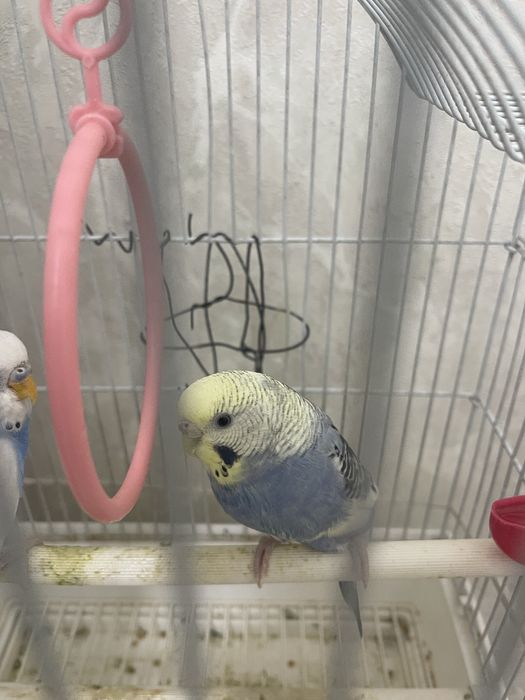 Волнистые попугаи продам