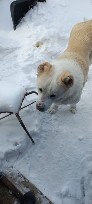 Отдам алабая в хорошие руки