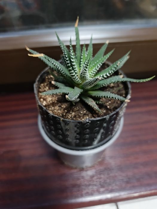 Живое дерево. Хавортия. Кактус