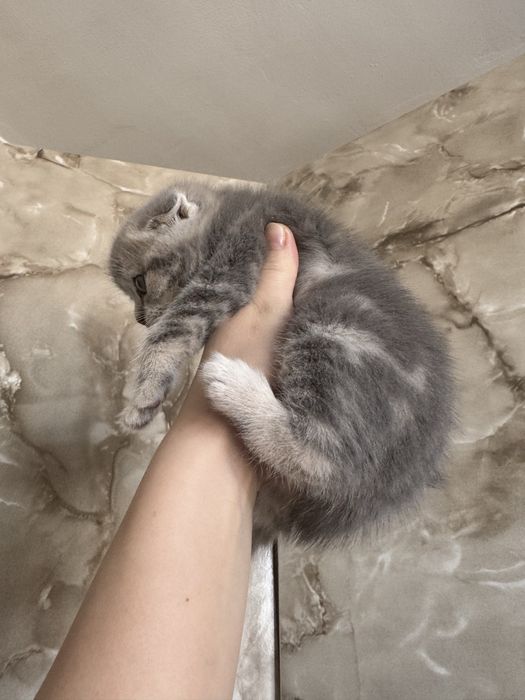 Шотландские котята